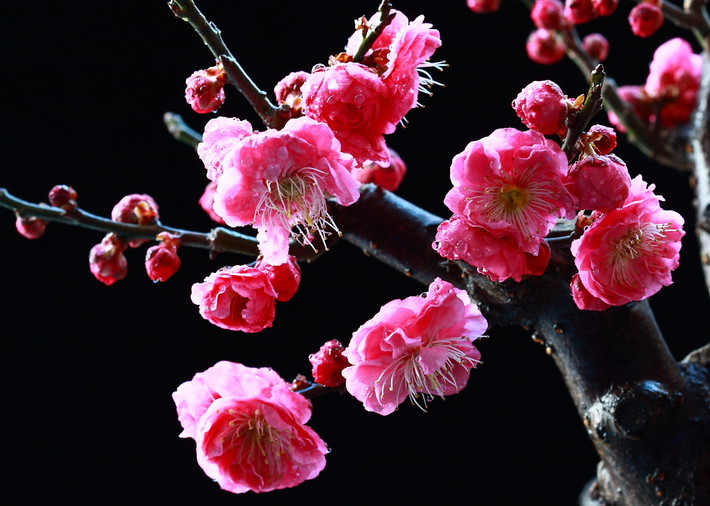梅花常见病虫害如何防治？ 