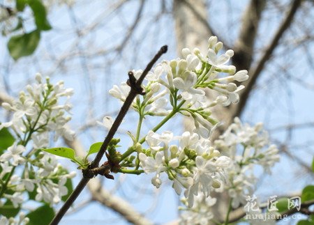 丁香花常见病虫害及防治方法
