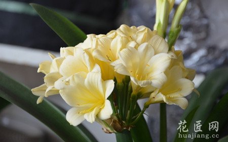 君子兰常见病虫害及防治