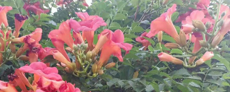 凌霄花适合阳台种植吗
