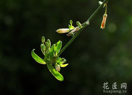 吊兰花卉常见病虫害