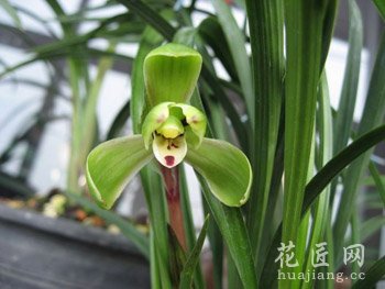 春兰花病虫害防治及其防治方法