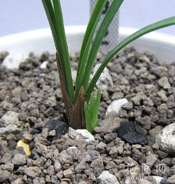 春兰花病虫害防治及其防治方法