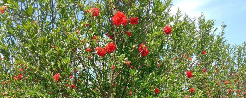 观花类石榴树