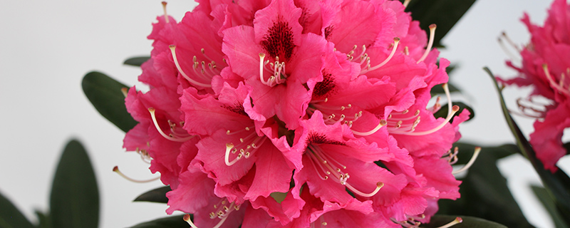 那曲市花是什么花