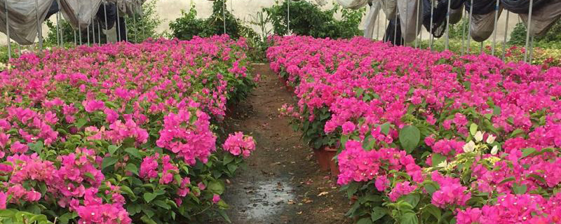 临沧市花是什么花
