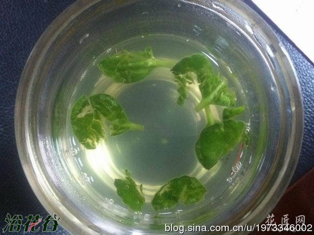 碰碰香有毒吗(图)