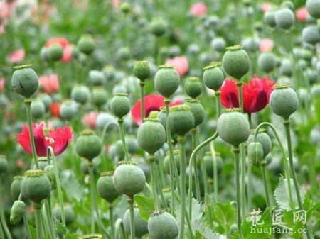 罂粟花的功效与作用有哪些？