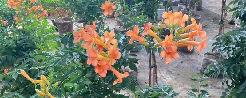 耐寒的爬藤花卉有哪些