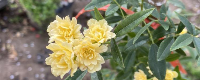 木香花为什么叫鬼招手