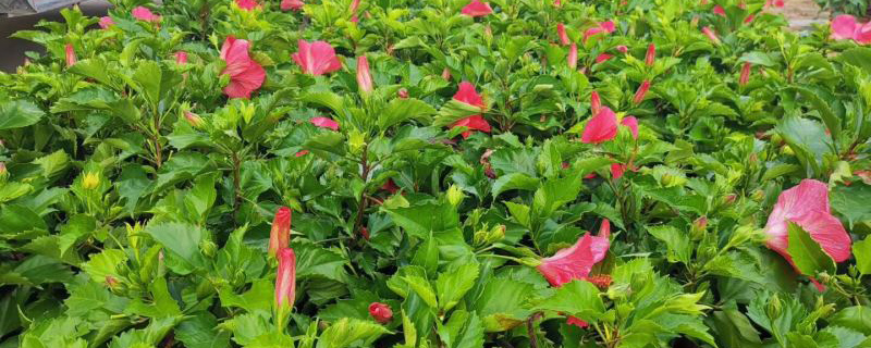 玉溪市花是什么花