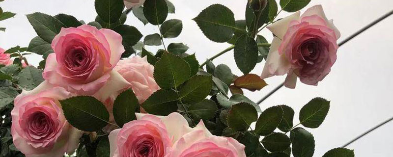 红木香和爬藤月季花一样吗 红木香和爬藤月季花一样吗