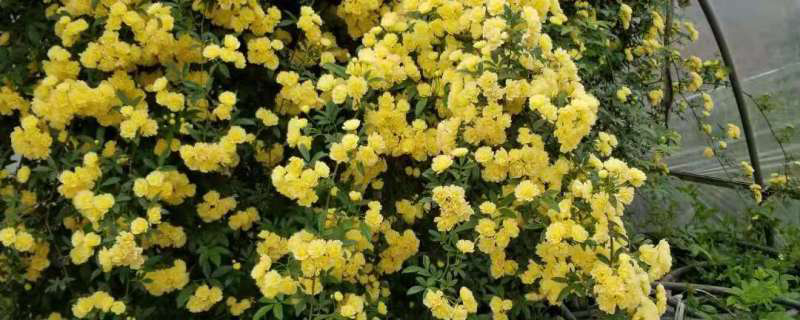 木香花