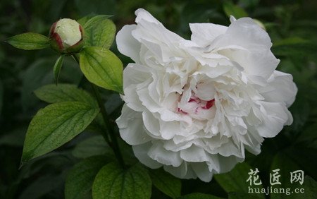 芍药有什么功效与作用呢？