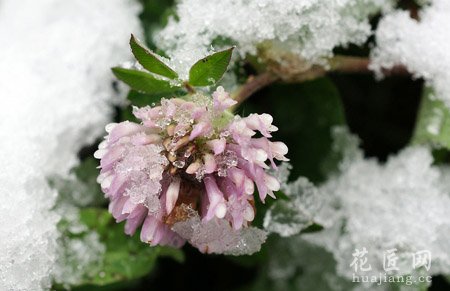 雪莲花的药用功效并没那么传奇