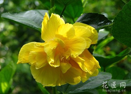 扶桑花的功效与作用