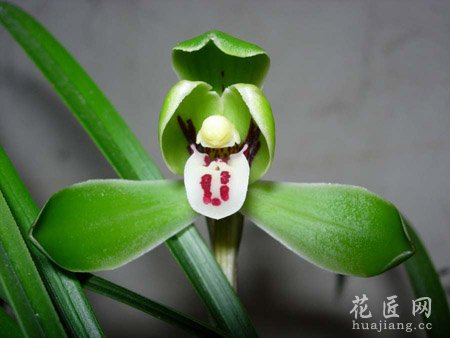 春兰药用功效及食用方法