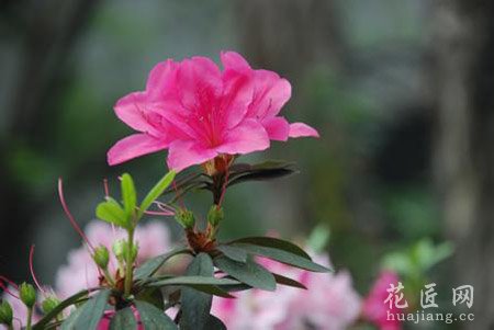 杜鹃花的药用功效及其偏方