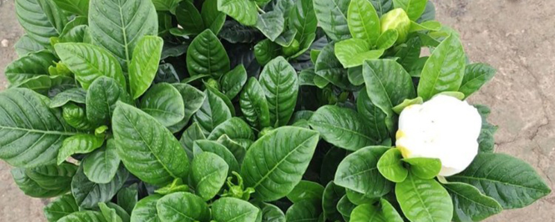 10种代表夏天的植物