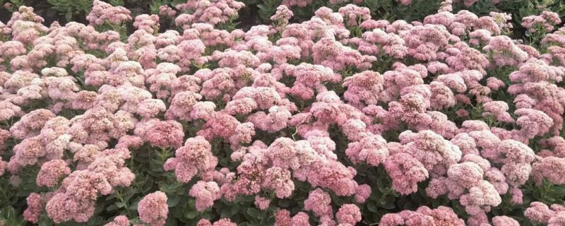 八宝景天