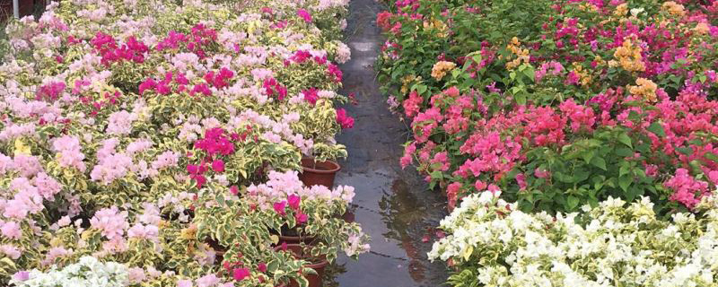 三沙市花是什么花