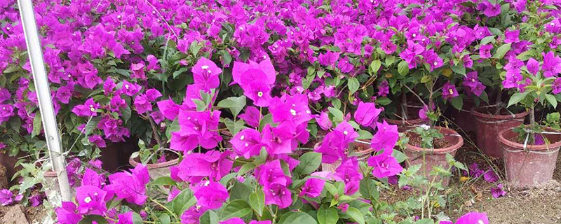 海口市花是什么花