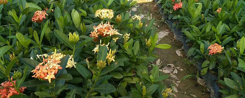 钦州市花是什么花