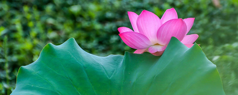 贺州市花是什么花