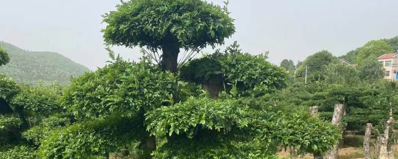 对节白蜡耐寒吗白蜡耐寒多少度