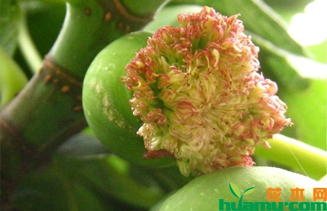 无花果开花吗？无花果的花长什么样子?