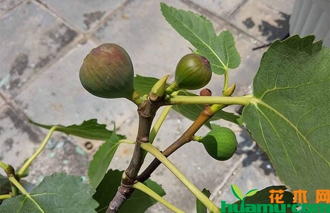 无花果 无花果