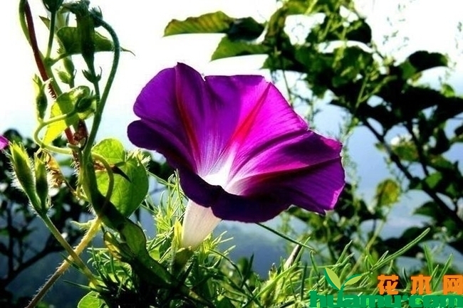 牵牛花花期介绍.jpg