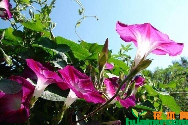 牵牛花花期说明.jpg
