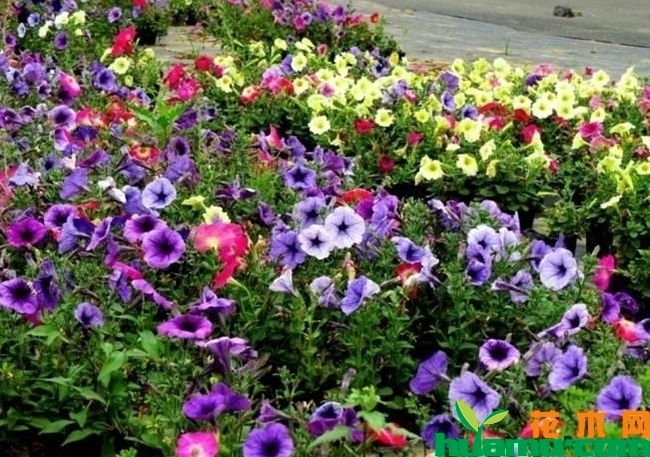 牵牛花.jpg