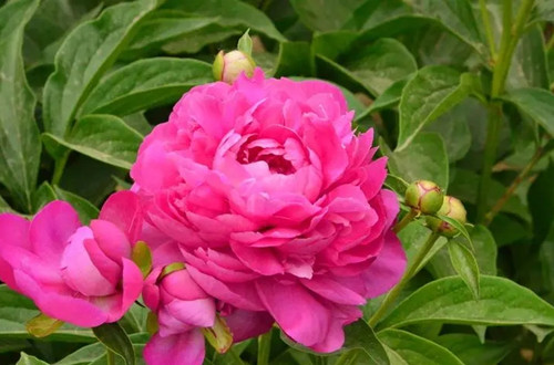 u=174709596,1923495950&fm=253&fmt=auto&app=138&f=JPEG.webp_副本.jpg
