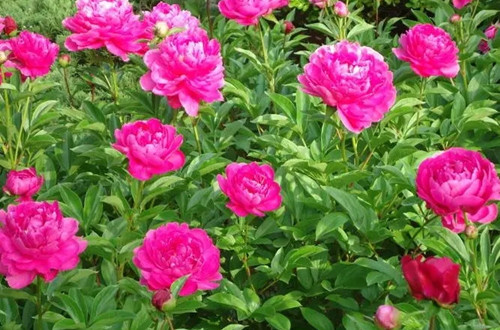 u=1227769437,3182341878&fm=253&fmt=auto&app=138&f=JPEG.webp_副本.jpg