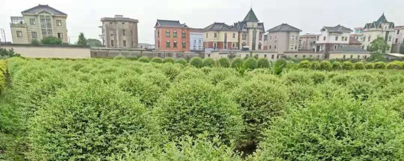 银姬小蜡种植基地实拍图