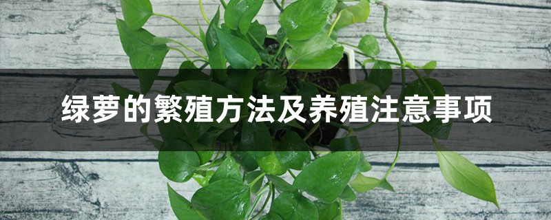 绿萝的繁殖方法及养殖注意事项