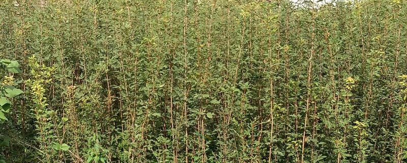 1公分血皮槭苗价格多少钱一棵