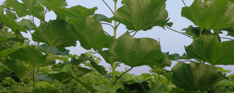 20公分梓树价格多少钱一棵