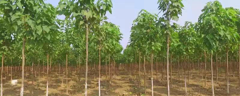 15公分梓树批发价格多少钱一棵
