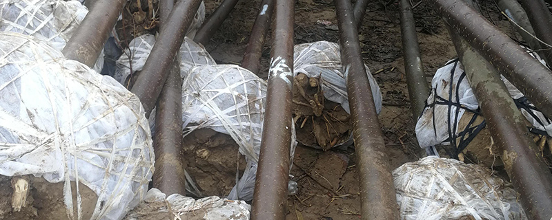 12公分梓树价格多少钱一棵