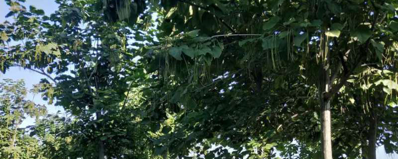 胸径8公分梓树多少钱一棵