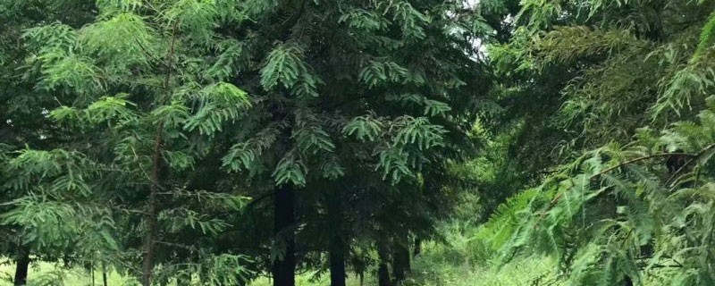 10公分东方杉多少钱一棵