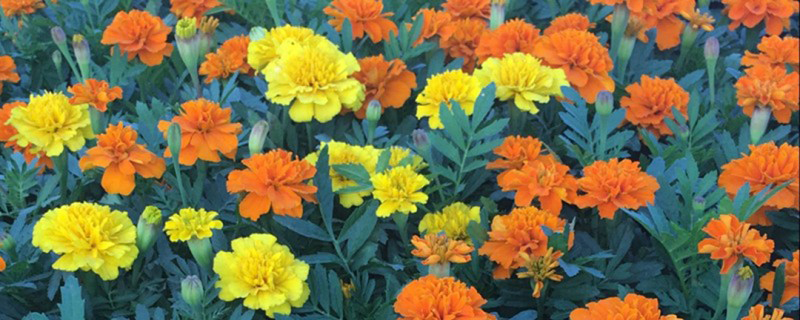 黄色和橙色万寿菊