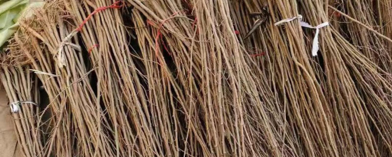 15公分刺槐树价格多少钱一棵
