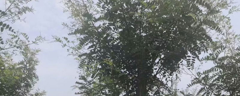 11公分刺槐价格多少钱一棵