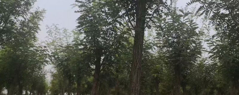 10公分刺槐树价格多少钱一棵