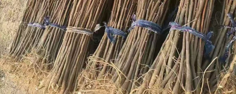 9公分刺槐价格多少钱一棵