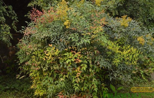 绿化植物